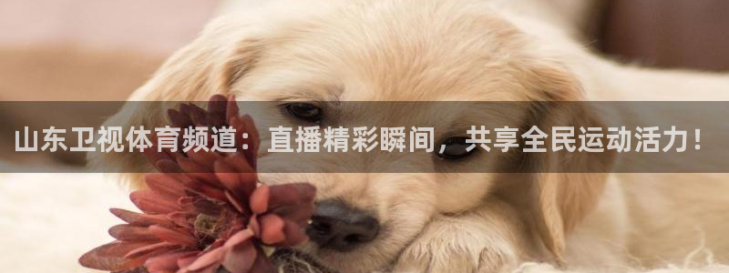 24直播网体育在线直播女排联赛：山东卫视体育频道：直播精彩瞬间，共享全民运动活力！